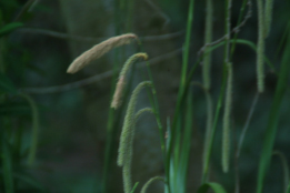 Carex pendulaHangende zegge bestellen